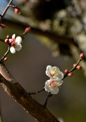 梅の花
