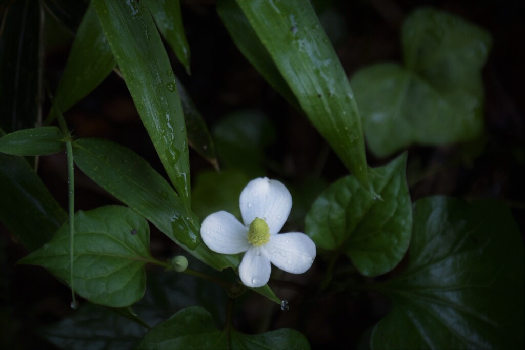 どくだみ草の花が咲いている