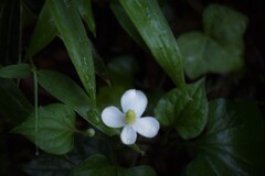 どくだみ草の花が咲いている