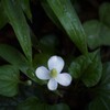 どくだみ草の花が咲いている