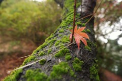 DSCF8821