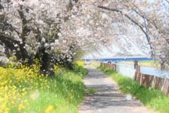 桜が散り始めました  桜が散り始めました