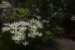 タマスダレが咲きました