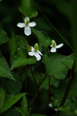 DSCF5640