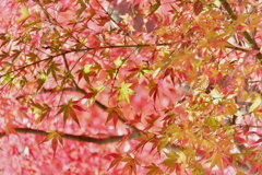 DSCF5522