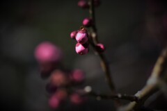 DSC_3010 DSC_3010