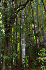 雨上がりの素顔