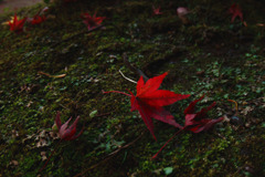 DSCF8499