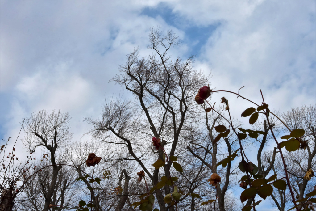 冬の薔薇園