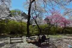 お花見3