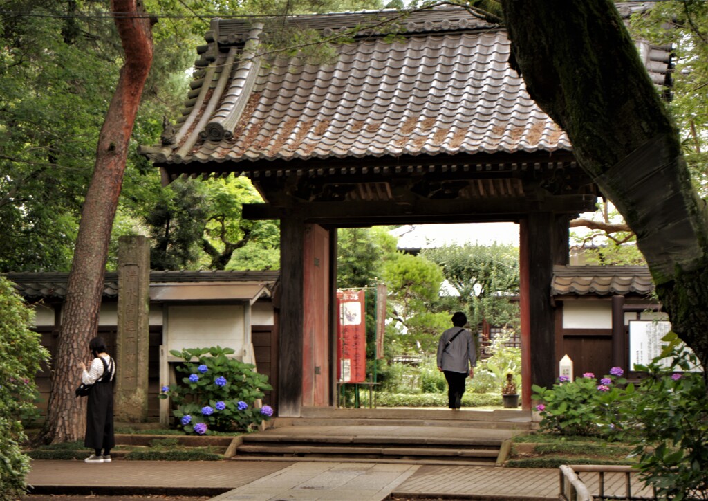 門前のアジサイ