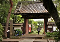 門前のアジサイ