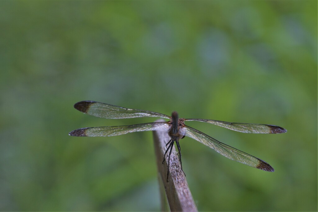 後ろからゴメン