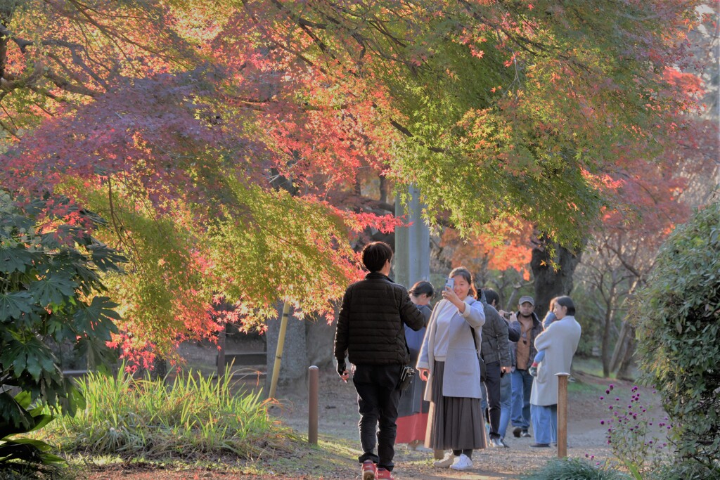 見頃になりました