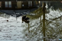 DSC_6815「毛繕い」