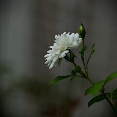 ばら