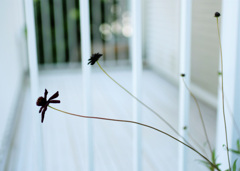 チョコレートコスモスが咲きました