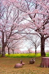 ウサギの有る公園