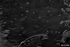 雨模様