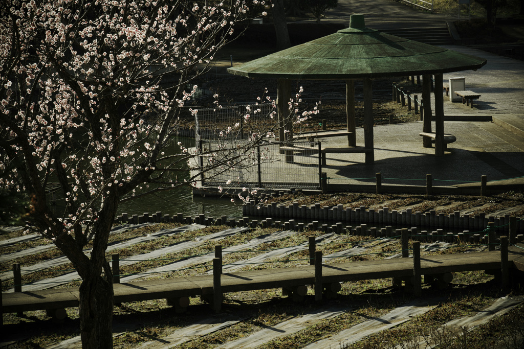 白梅と東屋