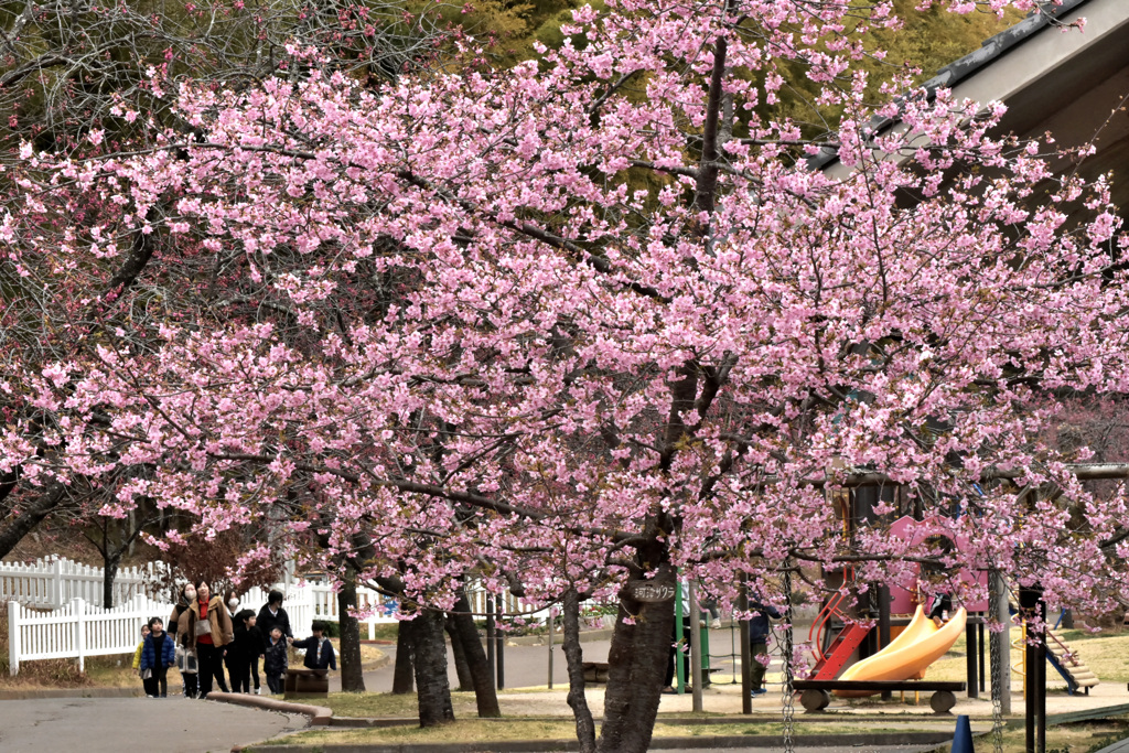 川津桜