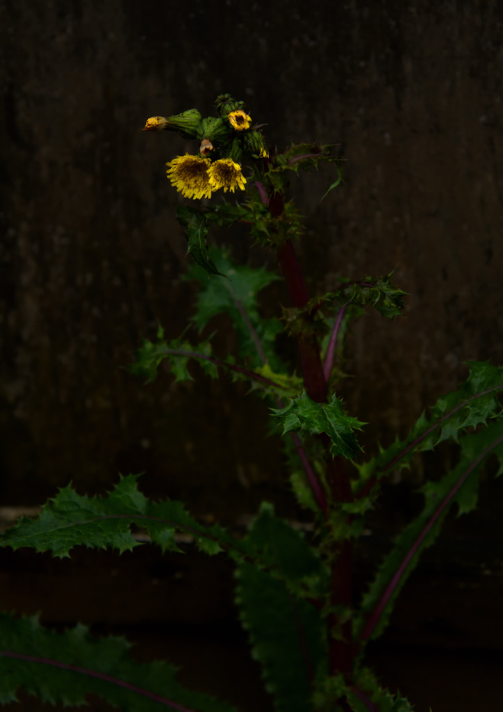 日陰のタンポポ