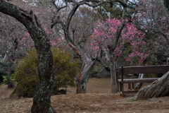 公園歩き