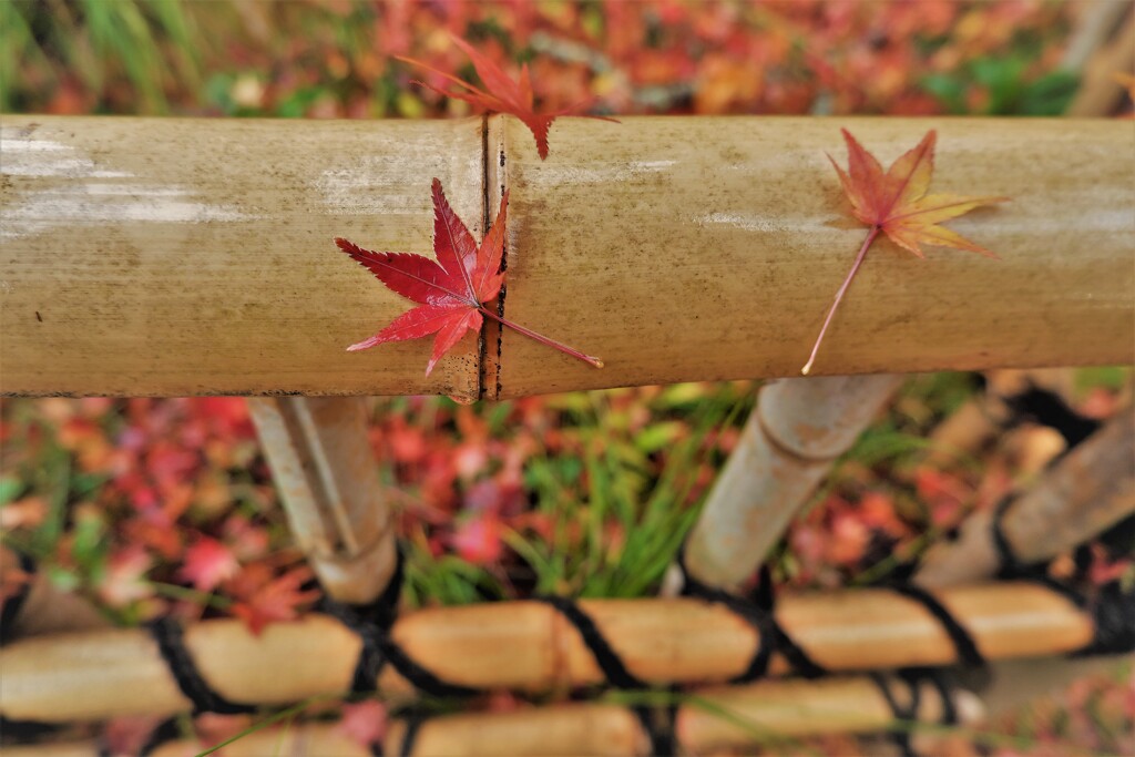 DSCF8885