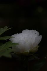 ぼたん