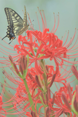 彼岸花とアゲハ蝶