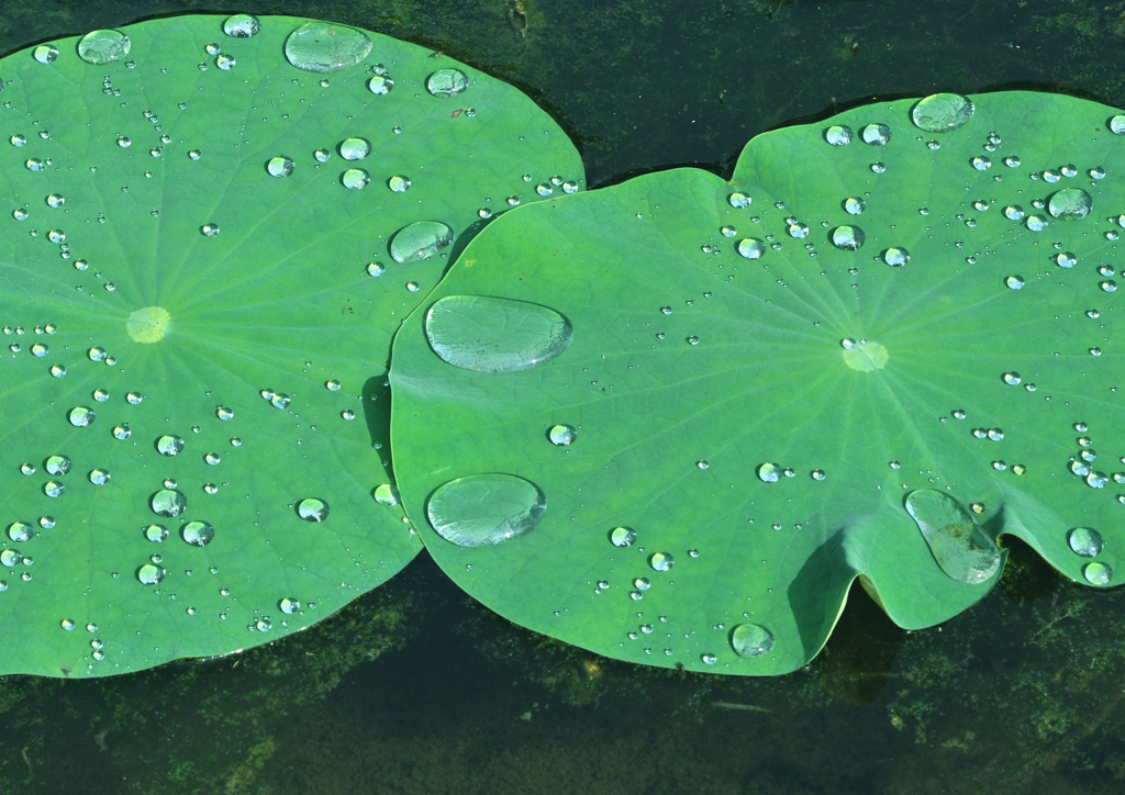 水玉