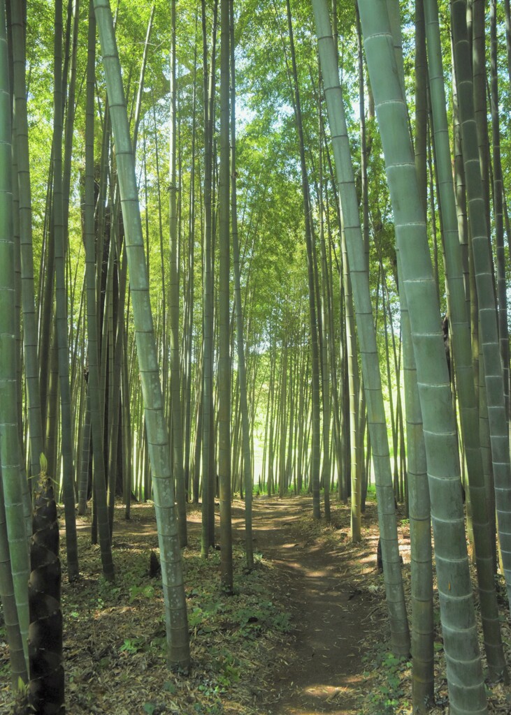 竹林