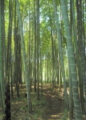 竹林