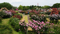 薔薇園