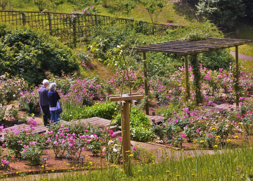 薔薇園にて