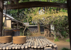 坂野家