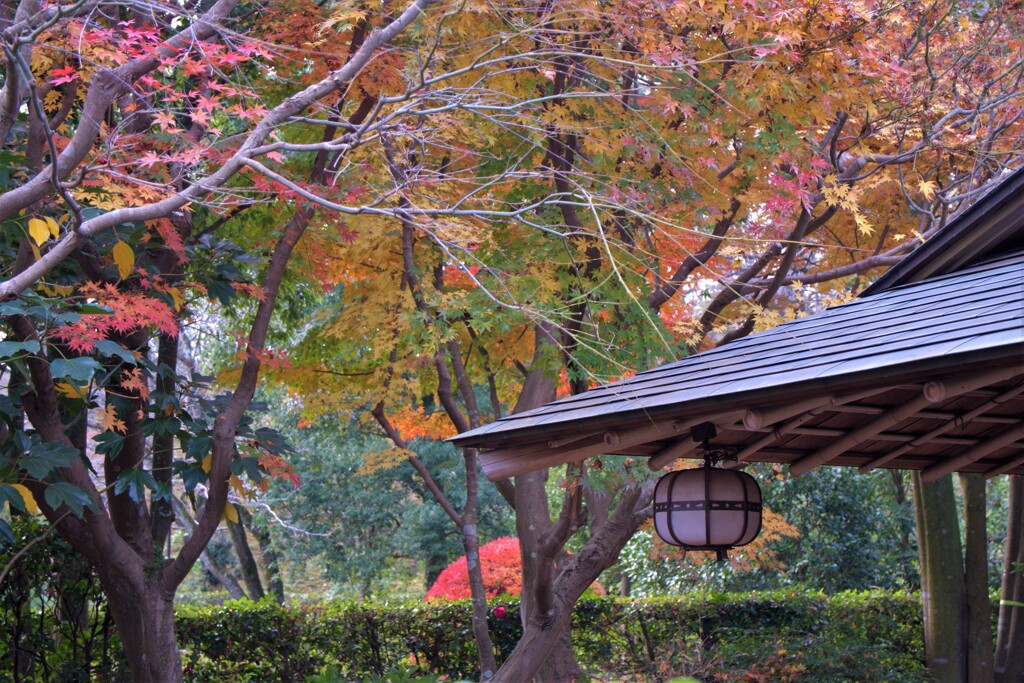 茶室の紅葉