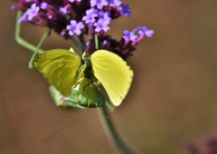 閲覧注意・捕食