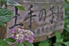 権現堂あじさい