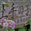 権現堂あじさい