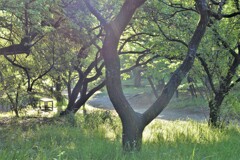 真夏のような五月