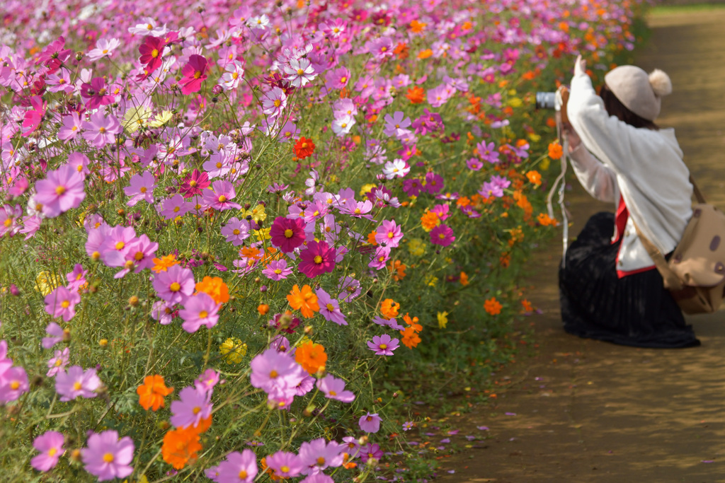 あけぼの山公園秋桜