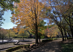 公園の紅葉
