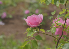 DSC_9058