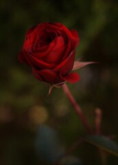 赤いバラ