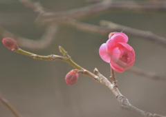 　春を待つ