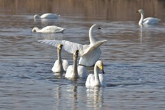 いってらしゃい