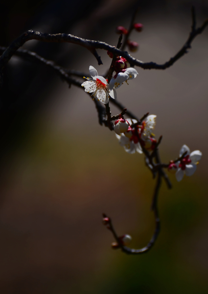 梅