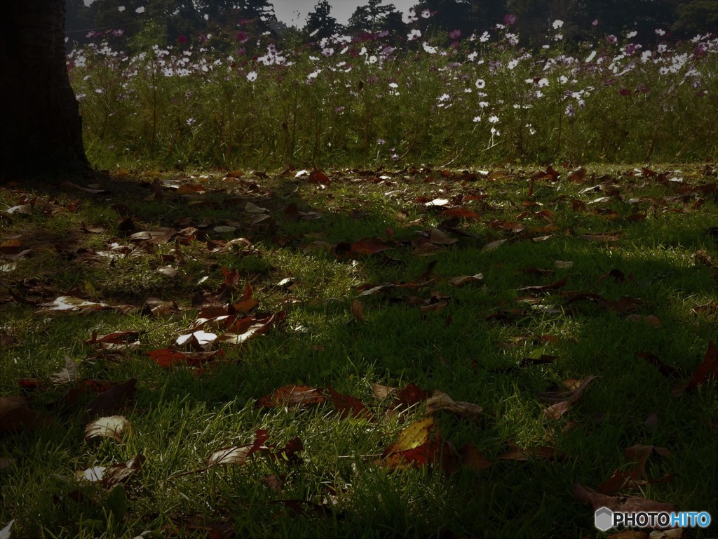 秋の足音