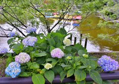 紫陽花七変化